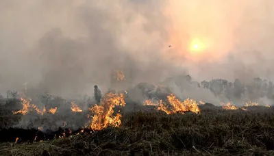 punjab reports season s highest farm fire cases at 1 251  ਪੰਜਾਬ ਵਿੱਚ ਇਕ ਦਿਨ ’ਚ ਪਰਾਲੀ ਨੂੰ ਅੱਗ ਲਾਉਣ ਦੇ 1 251 ਮਾਮਲੇ