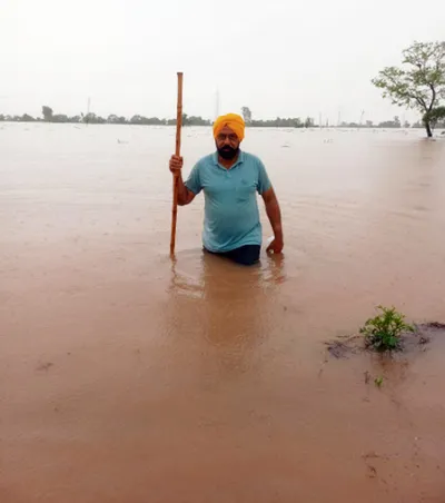 ਹੜ੍ਹ ਮਾਰੇ ਖੇਤਰਾਂ ਵਿੱਚ ਹਰ ਸਾਲ ਦੁਬਾਰਾ ਝੋਨਾ ਲਾਉਂਦੇ ਨੇ ਕਿਸਾਨ