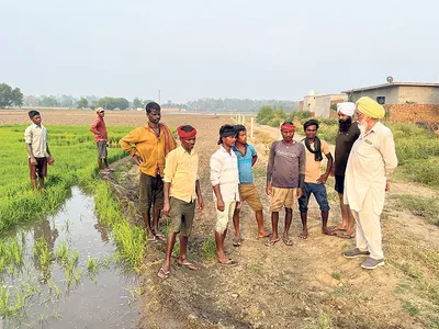 ਝੋਨੇ ਦੀ ਲਵਾਈ ਸ਼ੁਰੂ ਹੋਣ ਨਾਲ ਪਰਵਾਸੀ ਮਜ਼ਦੂਰਾਂ ਲਈ ਪਈ ਮਾਰੋ ਮਾਰ