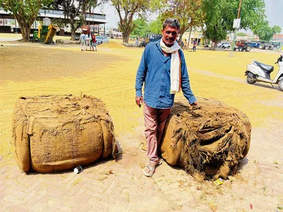 ਬਨੂੜ ਮੰਡੀ ਵਿੱਚ ਬਿਨਾਂ ਨਿਰੀਖਣ ਤੋਂ ਭੇਜਿਆ ਖਸਤਾ ਹਾਲ ਬਾਰਦਾਨਾ