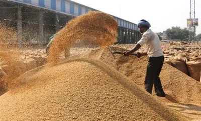 paddy season punjab  ਕੇਂਦਰ ਨੇ ਪੰਜਾਬ ’ਚ 27 995 ਕਰੋੜ ਰੁਪਏ ਦਾ ਝੋਨਾ ਖਰੀਦਿਆ