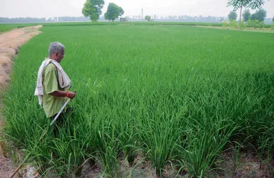 ਖੇਤੀ ਨੀਤੀ ’ਚ ਸੁਧਾਰ ਦੀ ਲੋੜ