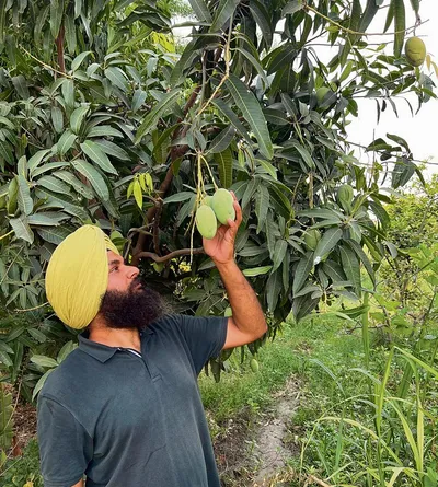 ਵਿਦੇਸ਼ੀ ਫਲਾਂ ਦੀ ਕਾਸ਼ਤ ਕਰਕੇ ਪ੍ਰੇਰਨਾ ਸਰੋਤ ਬਣਿਆ ਗੁਰਸਿਮਰਨ