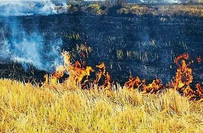 stubble burning  ਸੁਪਰੀਮ ਕੋਰਟ ਵੱਲੋਂ ਵਾਤਾਵਰਨ ਸੁਰੱਖਿਆ ਕਾਨੂੰਨ ਲਾਗੂ ਕਰਨ ਸਬੰਧੀ ਕੇਂਦਰ ਦੀ ਖਿਚਾਈ